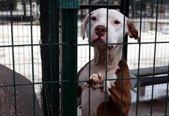 Edirne'nin 'yasaklı ırk köpekleri' ömür boyu barınak mahkumu