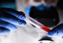 Prof. Dr. Şener: Geyiklerde koronavirüs tespit edilmesi önemli