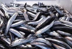 Hamsi bolluğu yaşanıyor! Kilosu 10 liraya düştü