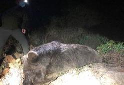 Marmaris'te, ormanlık alanda ölü ayı bulundu