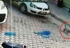 Otomobilin üzerinden geçtiği yavru köpek öldü