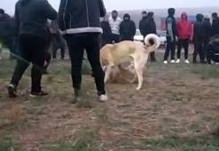 Köpek dövüşü operasyonu: 25 gözaltı