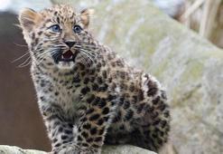 ABD'de 3 kar leoparı koronavirüsten öldü
