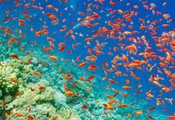 Balıklar ne yer, ne ile beslenir? Balıklar en çok neyi sever?