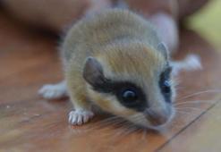 Hamster ne yer, ne ile beslenir? Hamsterlar en çok neyi sever?