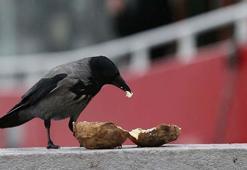 Kargalar ne yer, ne ile beslenir? Kargalar en çok neyi sever?
