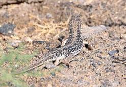 Kertenkele ne yer, ne ile beslenir? Kertenkeleler en çok neyi sever?