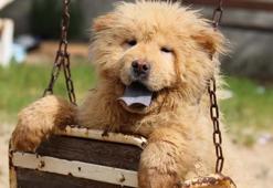 Köpekler ne yer, ne ile beslenir? Köpekler en çok neyi sever?