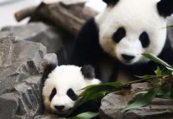Panda ne yer, ne ile beslenir? Pandalar en çok neyi sever?