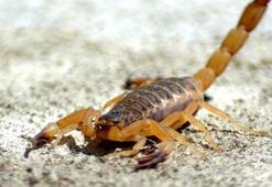 Rüyada akrep görmek ne anlama gelir? Rüyada akrep sokması nasıl yorumlanır?