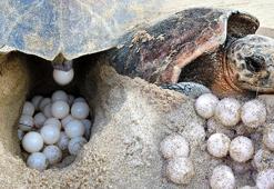 Endişelendiren açıklama! 'Caretta carettalar, sıcaklık 1 derece artarsa dünyaya dişi gelecek'