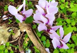 Muğla'da yanan orman yeniden yeşeriyor