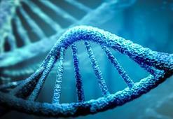 Dünyaca ünlü dergi Immunogenetics dünyaya duyurdu: Türkler buldu...