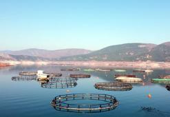 Almus'ta yılda 6 bin 660 ton alabalık ve somon üretimi