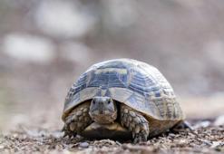 Rüyada kaplumbağa görmek ne anlama gelir?