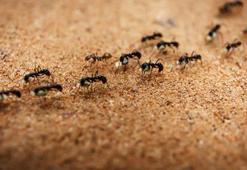 Rüyada karınca görmek ne anlama gelir? Rüyadaki karınca yuvası nasıl yorumlanır?