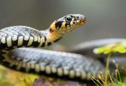 Rüyada yılan öldürmek ne anlama gelir? Rüyadaki ölü yılan nasıl yorumlanır?