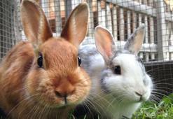 Tavşanlar ne yer, ne ile beslenir? Tavşanlar en çok neyi sever?