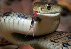 Yılan ne yer, ne ile beslenir? Yılanlar en çok neyi sever?