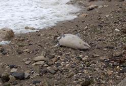 İstanbul'da sahile yunus balığı vurdu! Sahilde yürüyen vatandaşlar fark etti