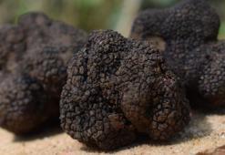 İklim krizine 'trüf' çözümü! Küresel ısınmaya karşı mücadelede kullanılacak