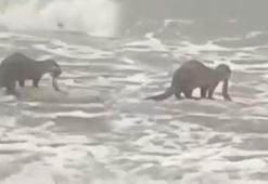 Yer: Yalova... Görenler şoke oldu! Su samurları böyle görüntülendi