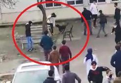 Okulda pitbull dehşeti! Beyzbol sopalı öğretmenden skandal hareket