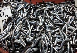 Zam geldi! Hamsinin kilosu 50 TL'ye yükseldi