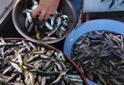 Hamsi bu yıl erken tükendi! Fiyatlar tavan yaptı