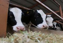 Buzağı desteği ne zaman verilecek? Buzağı 2. dönem destek parası…