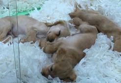 Pet shoplarda hayvan satışı 7 ay sonra sona erecek