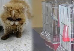 Şehir dışına çıktı, pet shopta günlerce aç ve susuz kaldılar! İş yeri sahibine para cezası