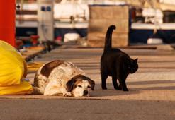 Kedi- köpek mamalarındaki KDV'nin kaldırılması için imza kampanyası