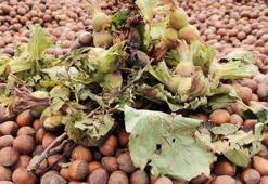 Fındık taban fiyatını aştı! Kilosu 32 TL'ye yükseldi