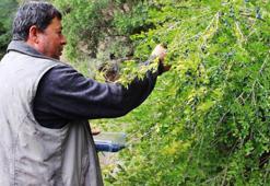 Tabiattaki binlerce yıllık şifa iksirleri! Lezzetli ve sağlıklı