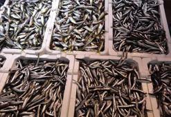 Hamsinin fiyatı resmen rekor kırdı! Böylesi görülmedi, kilosu 60 liraya çıktı