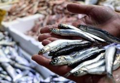 Hamsi bu sene erken göç etti! Kasası 250 lira