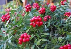 Kokina suya konar mı? Yılbaşı çiçeği kokina hikayesi ve bakımı hakkında merak edilenler…