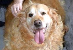 Obez köpek Paşa, 30 kilo verdi