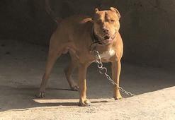 Pitbull besleyenler hakkında flaş açıklama! Bakanlık duyurdu