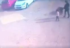 Pitbull cinsi köpeklerin minik Asiye’ye saldırı anı kamerada