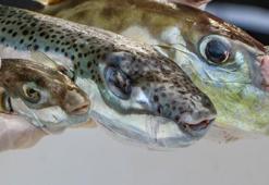 Yakalamak için kıyasıya yarıştılar, çok zehirli! Timsah derisi gibi...