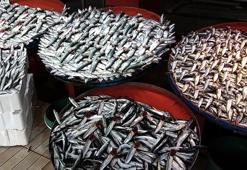 Lodos esti, Marmara ve Ege'de balık tezgahları şenlendi!