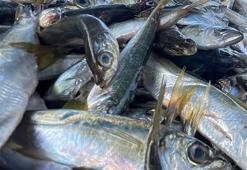 Kilosu 10 liraya kadar düştü! Denizlerden istavrit fışkırıyor