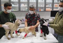 Can çekişirken bulunan yavru köpekler için parazit zehirlenmesi teşhisi