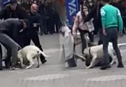 Malatya’da pitbull dehşeti! Saldırı görüntüleri ortaya çıktı