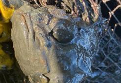 Marmara'da büyük tehlike! Hepsi tehdit altıda; İskorpit, mezgit, ıstakoz ve mercan...