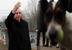 Cumhurbaşkanı Erdoğan, Maylo'yu sahiplenecek!