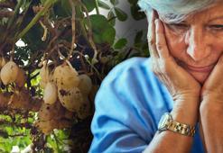 Alzheimer hastalığının doğal ilacı! Hafızayı yeniliyor! İşte unutkanlığı önleyen süper besinler...