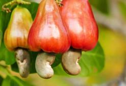 Diyabet, kemik ve kalp sağlığına iyi geliyor! Yokluğu ani beyin kanamasına neden oluyor